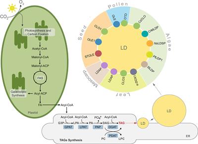 function of lipids in plants